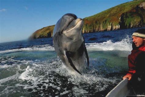 Fungie the dolphin is now in Guinness Book of World Records