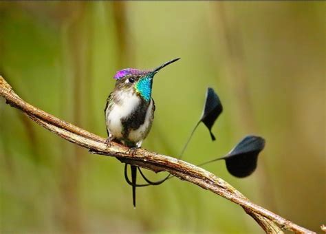 Marvellous Spatuletail: Nature’s Most Charming Bird Species - HubPages