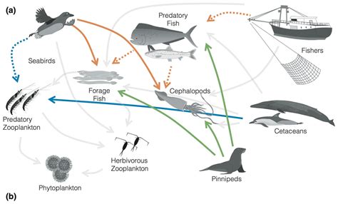 Marine Top Predators as Climate and Ecosystem Sentinels published in Frontiers in Ecology and ...