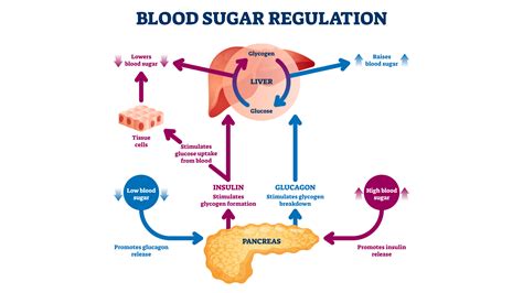 Insulin And Glucagon Feedback Loop