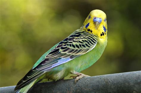 Parakeets and Budgies - Species Profile