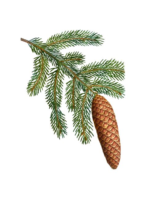 Fir Tree Branch Cones Clipart Free Stock Photo - Public Domain Pictures