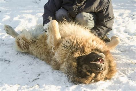 Russian Prison Dogs The Size Of Bears