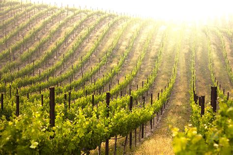 Beautiful Lush Grape Vineyard Photograph by Andy Dean