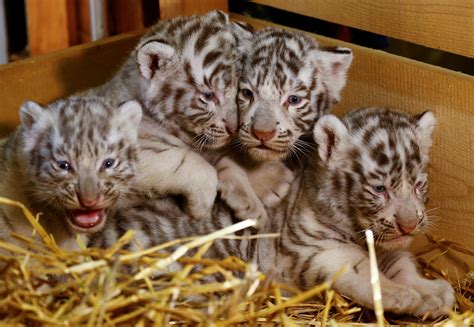 Adorable zoo babies of 2017 | Большие кошки, Кошки