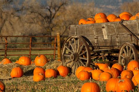 Where to Pick Your Own Apples and Pumpkins Around DC | Washingtonian