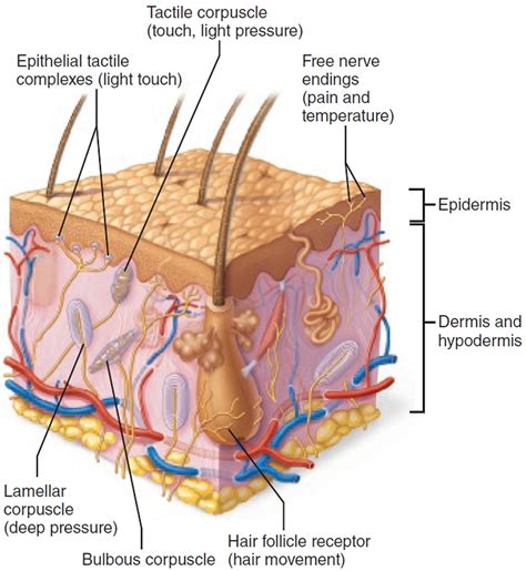 Sensory Nervous System - Organs and Functions