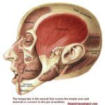 Temporalis Muscle: Headaches, Head, Cheek, Teeth, Pain - The Wellness ...