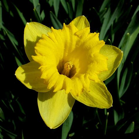 A Rose in the Garden: Daffodils Blooming