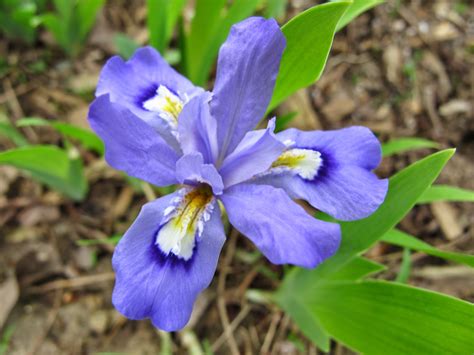 World of Irises: The Dwarf Crested Iris