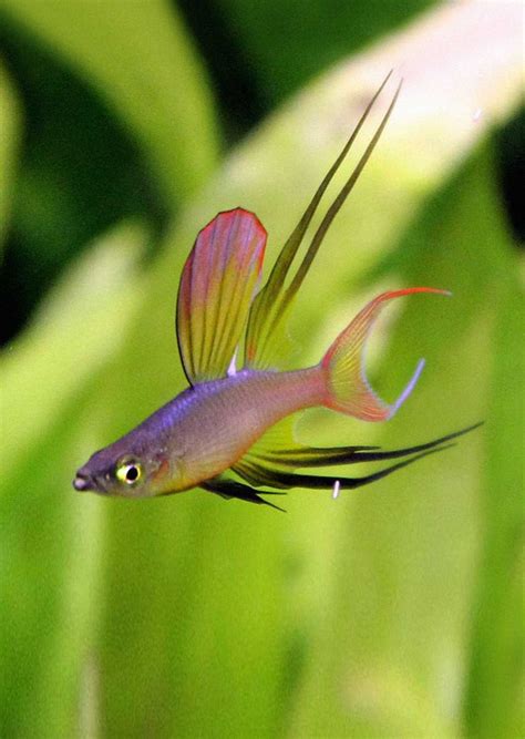 Threadfin Rainbowfish