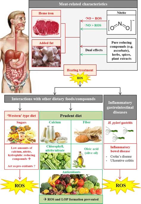 What cause h pylori diet – Health News