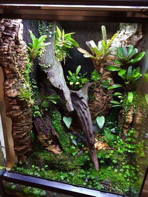 18x18x24 R. Varadero build | Reptile terrarium, Frog terrarium, Gecko ...