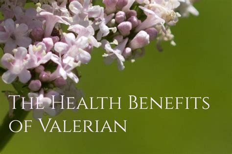 Valerian Root for Anxiety and Sleep - Healthy Hildegard