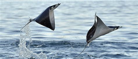 The spectacular display of the mobula ray | Natural History Museum