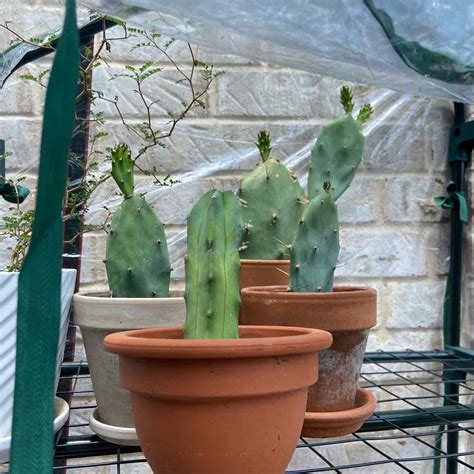 🌵 Why Are My Erect Prickly Pear Leaves Curling?