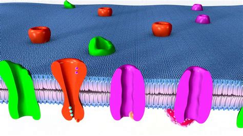 Tipos de receptores farmacológicos - YouTube