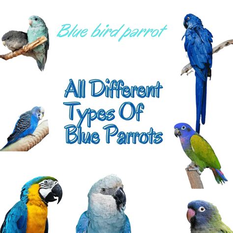 Blue bird parrot - All Different Types Of Blue Parrots