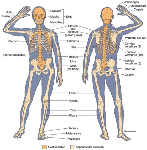 Anterior and Posterior View of Human … – Bild kaufen – 12648604 Science ...