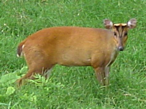 Muntjac Deer – UK Invasive Species | HubPages