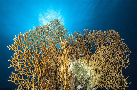 How to Identify Fire Coral and Treat Its Stings