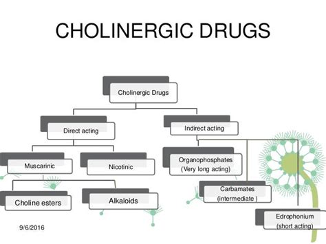 Cholinergic Drugs - Brain Mind Article