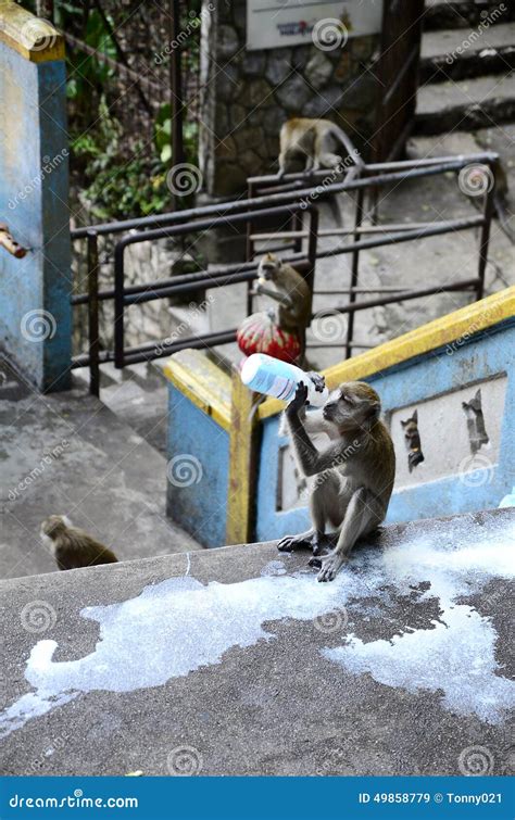 Monkeys at Batu Caves stock image. Image of hindu, asia - 49858779