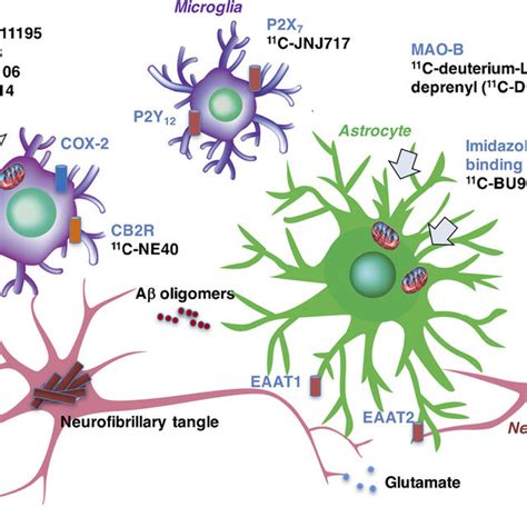 GFAP-positive astrocytes in human brain observed (a, b) in the grey... | Download Scientific Diagram