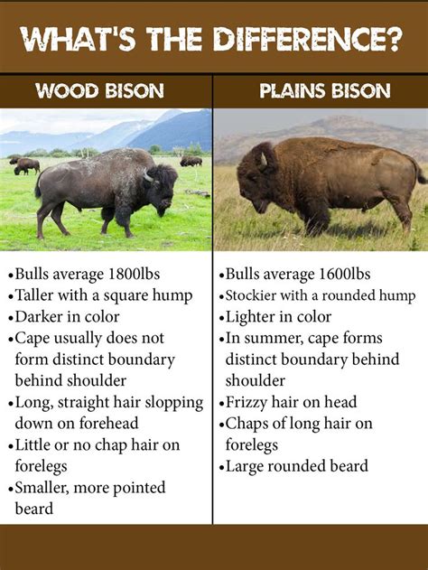 Wood Bison Restoration - AWCC | Native american animals, Buffalo animal, Bison