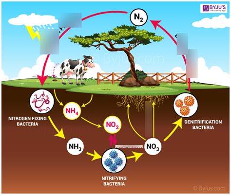 Nitrogen Cycle Diagram | Quizlet