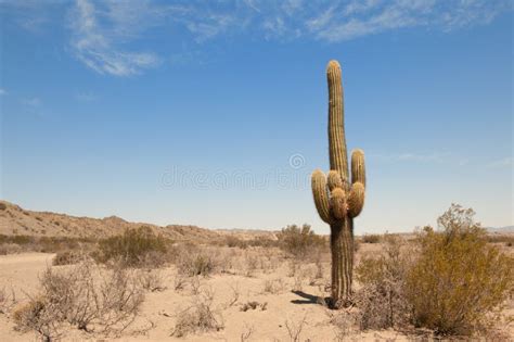 Cactus in a Desert Landscape. Stock Photo - Image of color, relax: 16735642