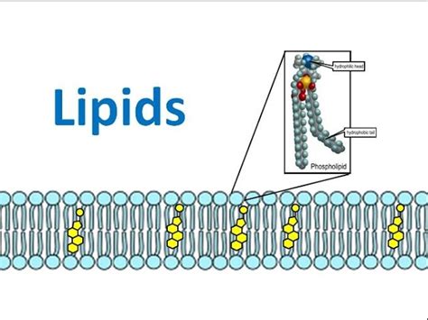 Lipids Examples Biology