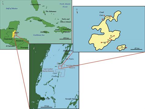 RESILIENCE OF ENDANGERED ACROPORA SP. CORALS IN BELIZE. WHY IS CORAL ...