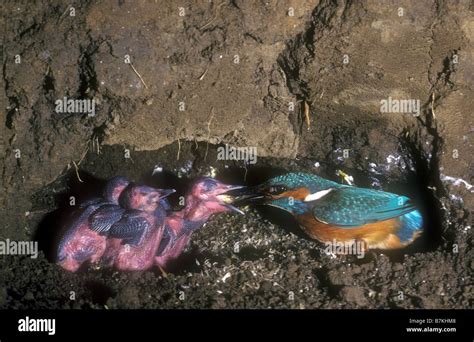 Underground in a Kingfishers nest Stock Photo - Alamy