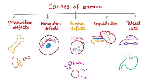 Anemia - Causes and Mechanisms - Fatigue and Pallor - Hematology Series - YouTube