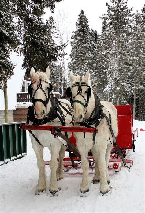 Horse drawn carriage | Winter scenes, Winter scenery, Sleigh ride