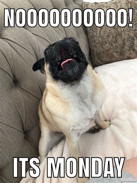 #Memes #Monday #Pug | Pugs funny, Pugs funny meme, Pug memes