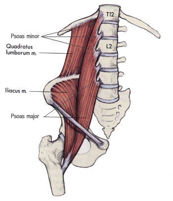 Learn about Your Psoas and Pain - Healthy and Unhealthy Function - muscle/movement memory and ...