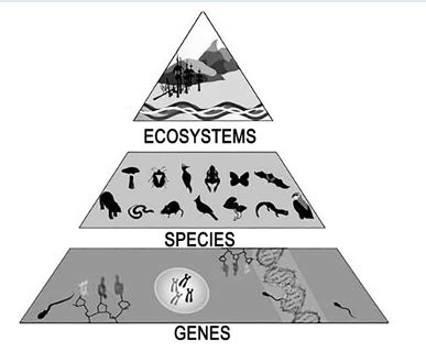 Levels of Biodiversity - Rau's IAS