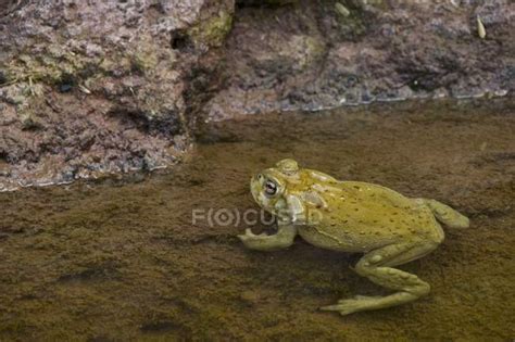 Sonoran Desert Toad — species, daylight - Stock Photo | #169002346