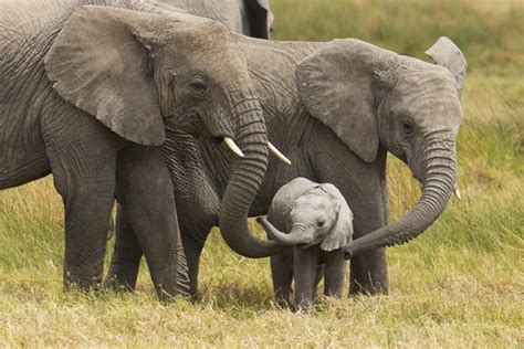 20 Interesting African Elephant Facts for Kids - Tail and Fur