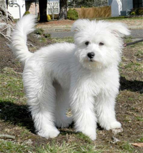 American Eskimo Poodle Mix 12761 | NEWSMOV