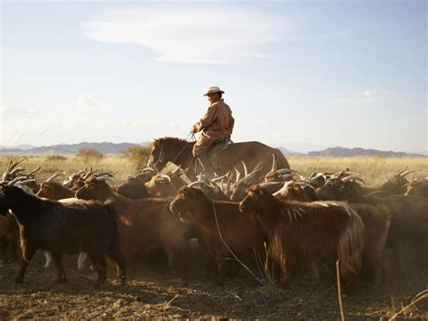 Herd of goats grazing in steppe pasture with adult herdsman · Free ...