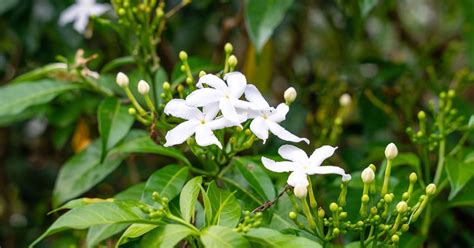 Star Jasmine Care, Pruning, & More - The Garden Magazine