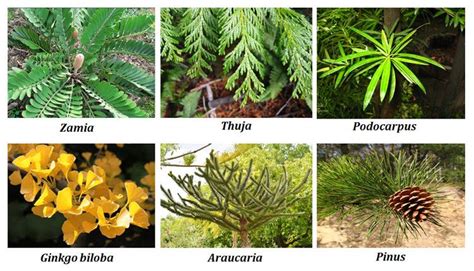 gymnosperm floriculture | Gymnosperm, Different plants, Plant leaves