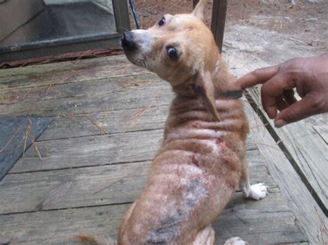 14 Dogs Before and After Being Rescued by PETA | | PETA