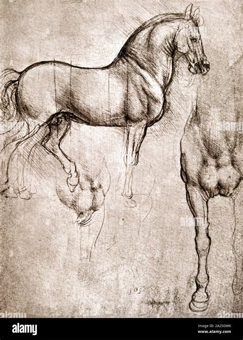 Sketch for the bronze horse of the Sforza Monument by Leonardo da Vinci ...