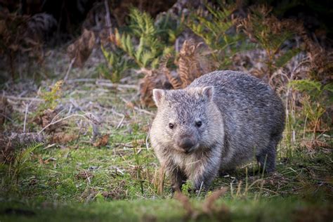 Fossil of extinct giant wombat discovered in Australia - CGTN