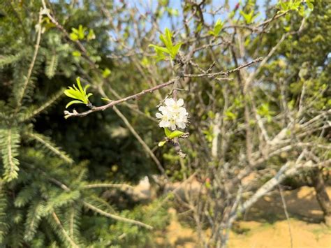 Premium Photo | A tree branch with a flower that is on a branch