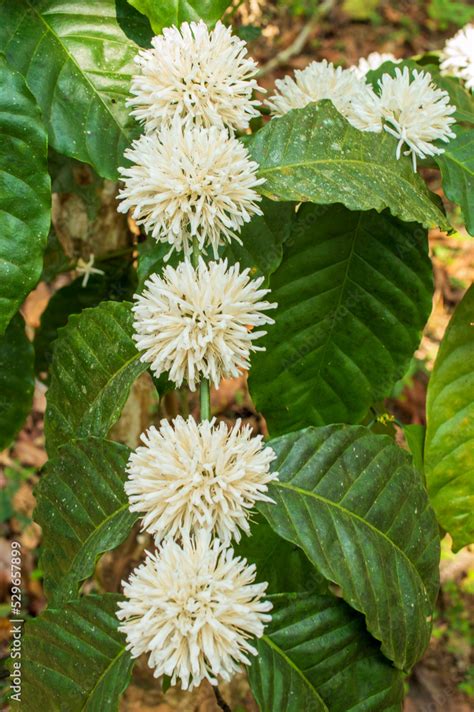 Coffee flowers in its plant forming a beautiful background Stock Photo | Adobe Stock